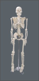 Esqueleto 85 cm